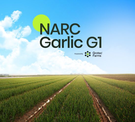 A scenic farm field under a bright blue sky with the text "NARC Garlic G1, Powered by Grotec Farms," symbolizing innovation and agricultural excellence.